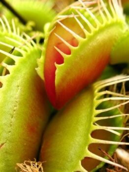 Close-up of Venus Flytraps 3" Pot, featuring striking green and red spiky-edged traps surrounded by moss and lush foliage.