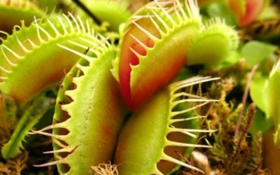 Close-up of Venus Flytraps 3" Pot, featuring striking green and red spiky-edged traps surrounded by moss and lush foliage.