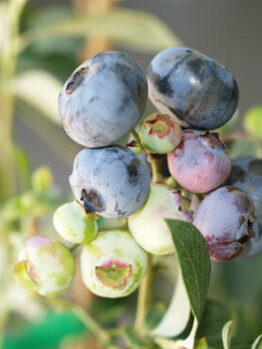 Close-up of a Vaccinium 'Biloxi' Blueberry in a 6" pot, showing clusters of berries at different ripening stages, from green to blue.