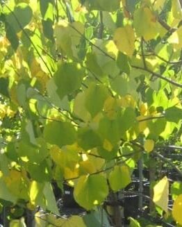 Sunlight filters through green and yellow heart-shaped leaves of Cercis 'Golden Leaf' Eastern Redbud trees in 16" pots.