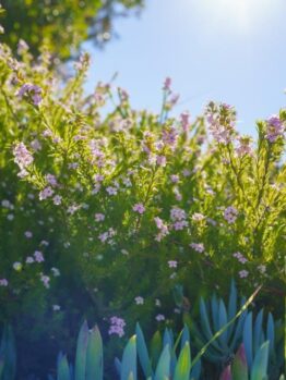 A bush with small pink flowers and green foliage is bathed in sunlight under a clear blue sky, flanked by an Olea 'Kalamata' Olive (Espaliered) 10″ Pot thriving in its 10″ pot.