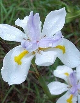 dietes-iridoides-tiny-dancer flower