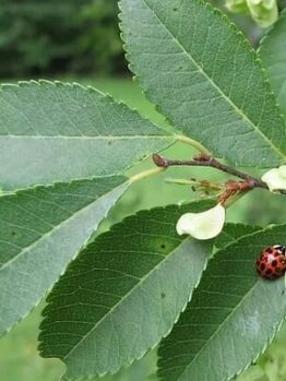 A red and black spotted ladybug sits on a green leaf of the Umus 'Reflection' PBR Chinese Elm 45L, nestled among a cluster of leaves and small pale green seeds.