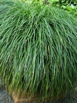 A dense, bushy clump of long, thin green Liriope 'Emerald Cascade' PBR grass overflows from a 6" pot, set against a backdrop of gravel and leafy plants.