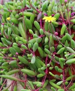Othonna 'Ruby Necklace' 6" (Hanging Basket) features elongated green leaves on thin red stems with yellow flowers—ideal for hanging display.