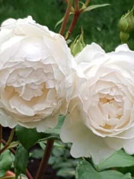 Two Rose 'Desdemona®' 3ft Standard plants bloom with white, layered petals amid lush green leaves and rosebuds, standing tall and elegant against a softly blurred garden background.