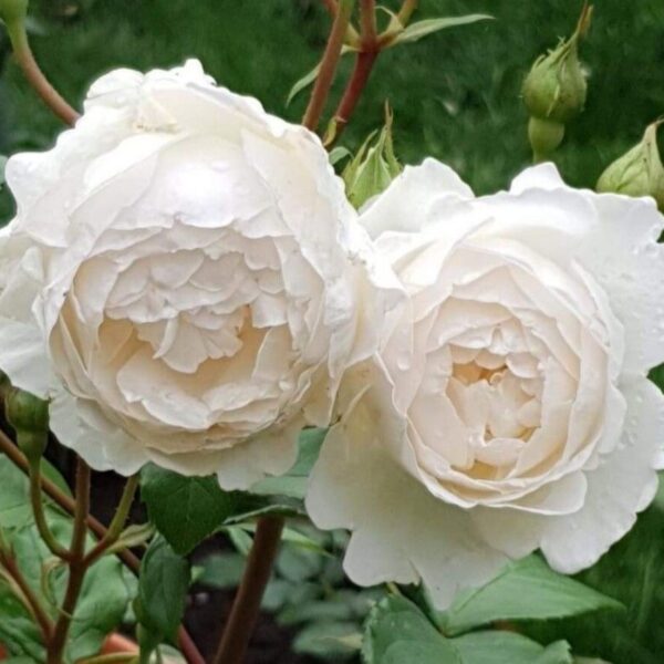 Two Rose 'Desdemona®' 3ft Standard plants bloom with white, layered petals amid lush green leaves and rosebuds, standing tall and elegant against a softly blurred garden background.