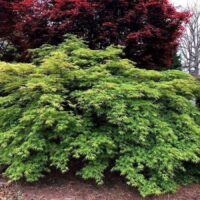 A thriving green bush with fine-textured leaves sits in a garden, flanked by taller Acer platanoides 'Columnare' Norway Maples with darker, red-tinted leaves in the background.