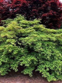 A thriving green bush with fine-textured leaves sits in a garden, flanked by taller Acer platanoides 'Columnare' Norway Maples with darker, red-tinted leaves in the background.