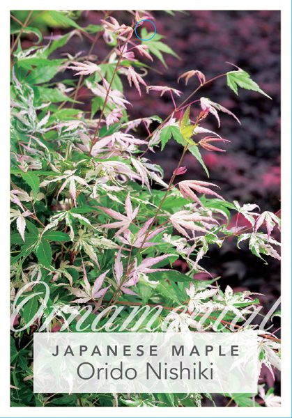 Hello Hello Plants Nursery Melbourne Victoria Australia Acer palmatum Orido Nishiki front Label