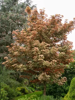 A Norway Maple, specifically an Acer platanoides 'Columnare' Norway Maple, with reddish-brown leaves stands in a lush green garden, surrounded by various shrubs and plants.