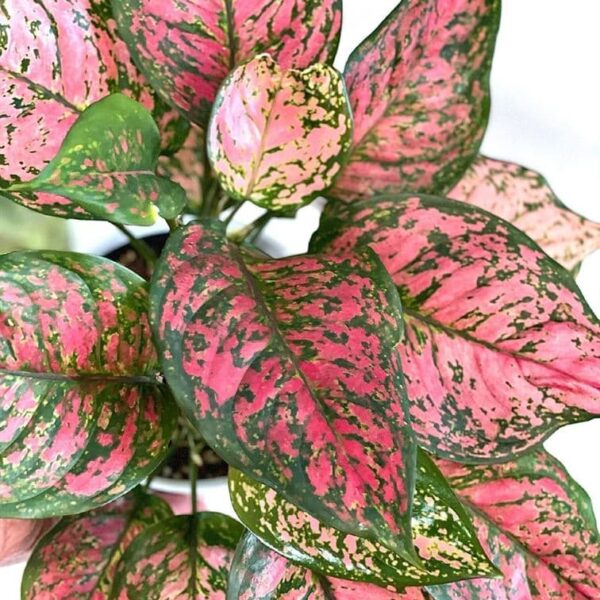 Aglaonema 'Lady Valentine' 8" Pot features vibrant pink, green, and cream-speckled leaves in a striking close-up display.