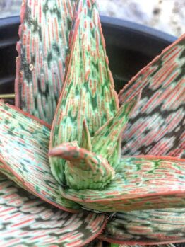 Close-up of Aloe 'Pink Blush' in a 6" pot, showing green leaves with distinctive red and white striped patterns.