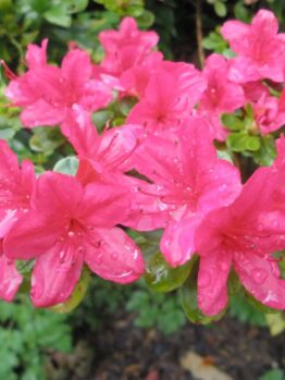 Azalea 'Hinode Giri' 8" Pot features bright pink flowers with raindrops on their petals, surrounded by green leaves and blurred background—ideal for display in an 8" pot.