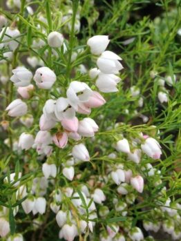 Boronia 'Ice Charlotte' 6" Pot features clusters of small white and pale pink bell-shaped flowers among slender green leaves, ideal for charming garden displays or as an indoor accent.