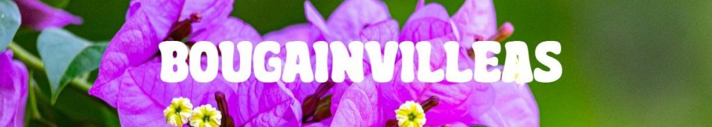 Close-up of bright purple bougainvillea flowers with small white centres and green leaves in the background. The word "BOUGAINVILLEAS" is overlaid in bold white letters—perfect plants for Mothers’ Day.