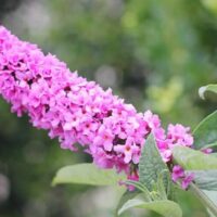 A close-up of Buddleja Lo and Behold™ 'Pink Micro Chip' in an 8" pot features clusters of delicate pink blossoms amid green leaves, set against a softly blurred natural background.
