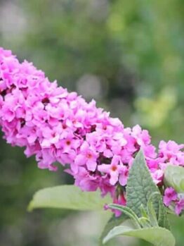 A close-up of Buddleja Lo and Behold™ 'Pink Micro Chip' in an 8" pot features clusters of delicate pink blossoms amid green leaves, set against a softly blurred natural background.