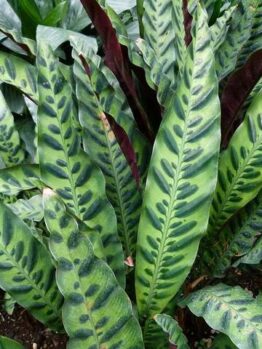 Close-up of the Calathea 'Rattlesnake' Plant in a 6" pot, featuring dense green, lance-shaped leaves with dark oval markings and wavy edges.