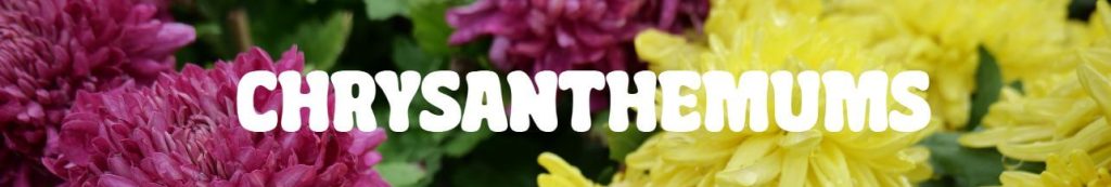 Purple and yellow chrysanthemums in bloom with the word "CHRYSANTHEMUMS" in bold white text across the centre—perfect plants for Mother’s Day.