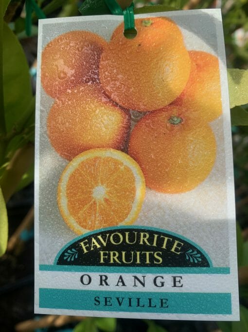 Citrus Orange Tree 'Seville' 10" Pot - Image 2