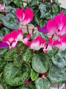 Hello Hello plants nursery melbourne victoria australia Cyclamen Pink