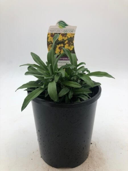 Erysimum 'Fragrant Sunshine' PBR Wallflower 6" Pot - Image 2
