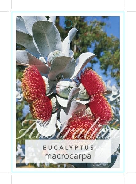 Eucalyptus macrocarpa 'Mottlecah' 10" Pot - Image 2
