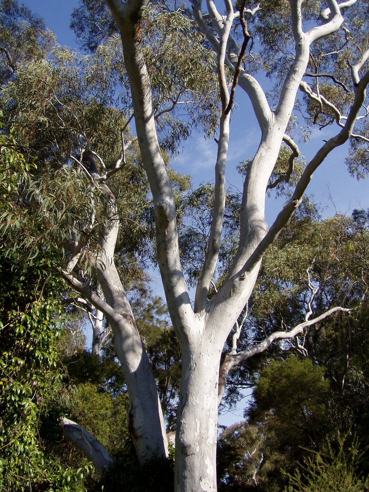 Eucalyptus mannifera 'Brittle Gum' 6" Pot - Image 2