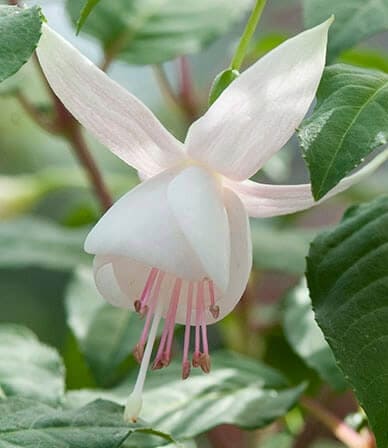 Close-up of a Fuchsia Fuchsita® 'Polar White' flower in a 6" pot, featuring pale pink stamens and green leaves.