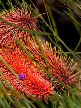 Close-up of bright red Hakea bucculenta 'Red Pokers' 6" Pot flower clusters with orange spiky petals, resembling Red Pokers, surrounded by long, thin, green leaves in natural sunlight.
