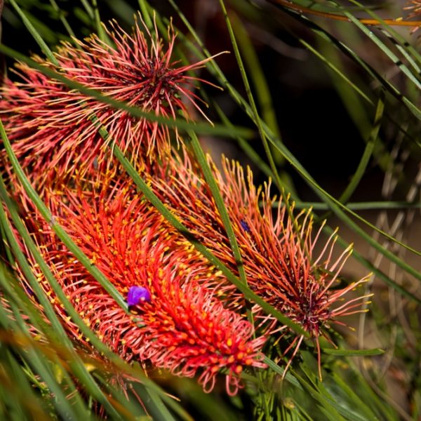 Close-up of bright red Hakea bucculenta 'Red Pokers' 6" Pot flower clusters with orange spiky petals, resembling Red Pokers, surrounded by long, thin, green leaves in natural sunlight.