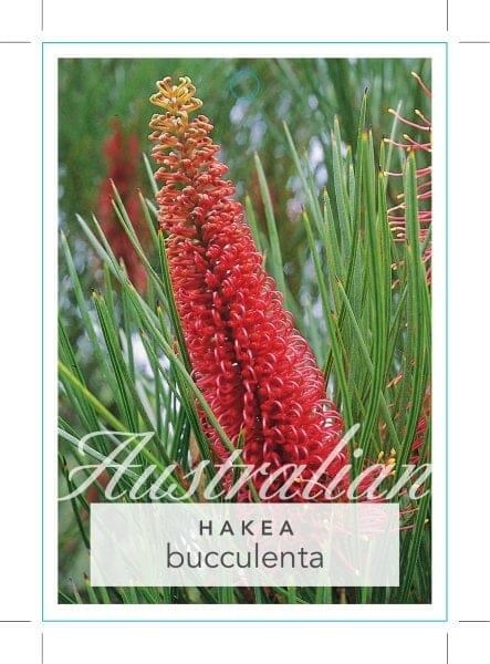 Hakea bucculenta 'Red Pokers' - Image 2