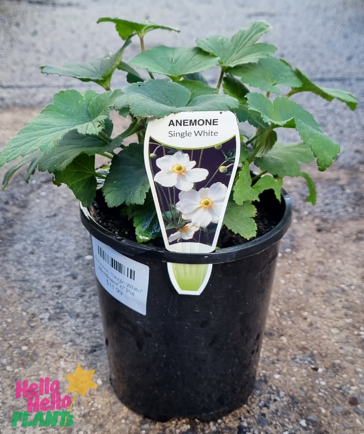 Anemone 'Single White' Windflower' 6" Pot - Image 2
