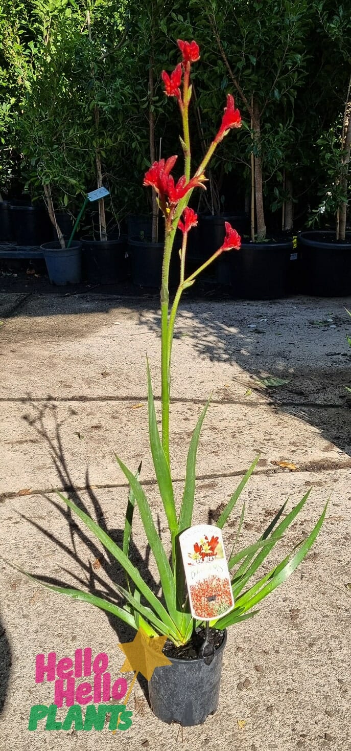 Anigozanthos 'Bush Fury™' Kangaroo Paw 6" Pot - Image 2