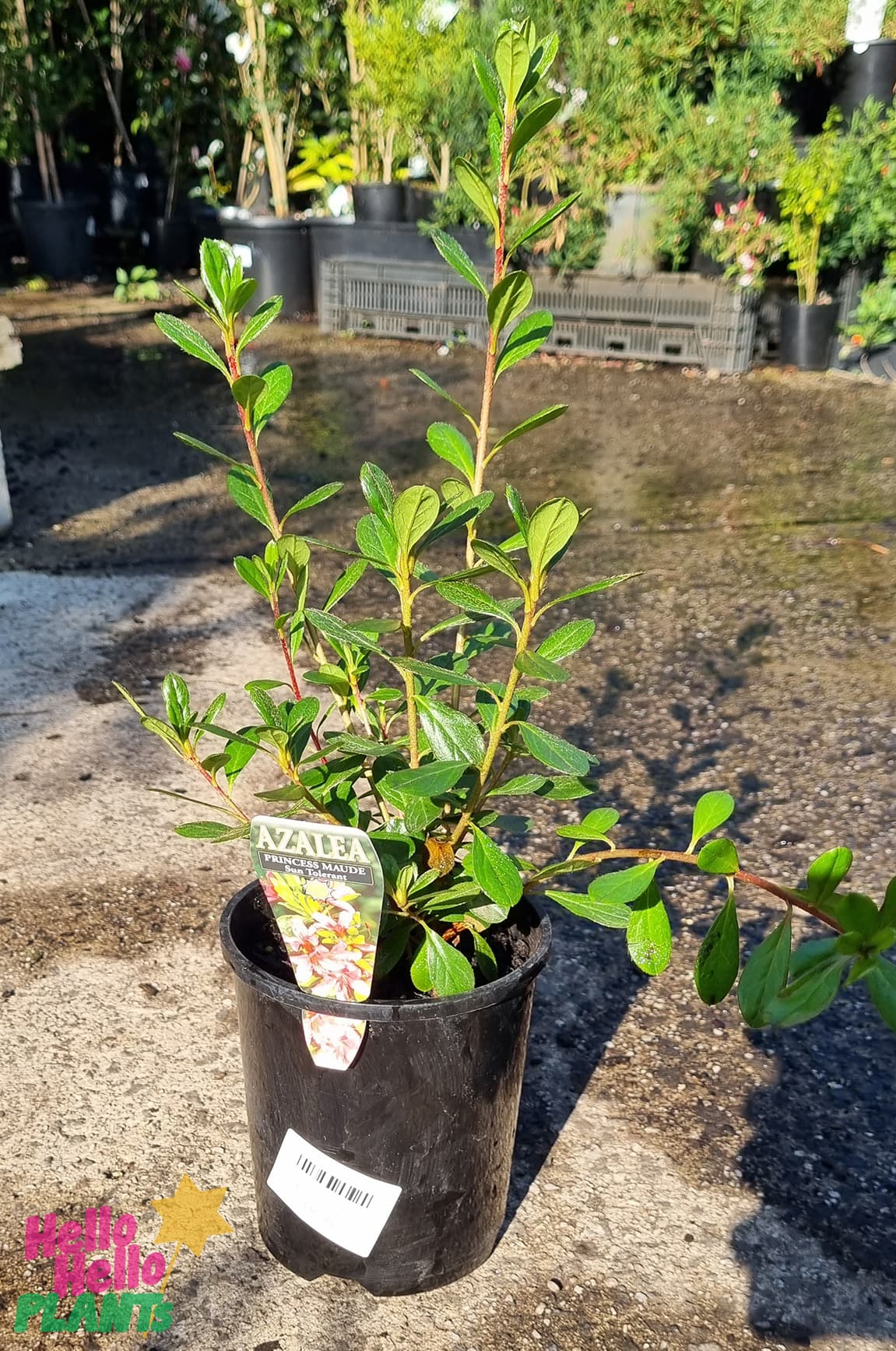 Azalea kurume 'Princess Maude' 6" Pot - Image 2