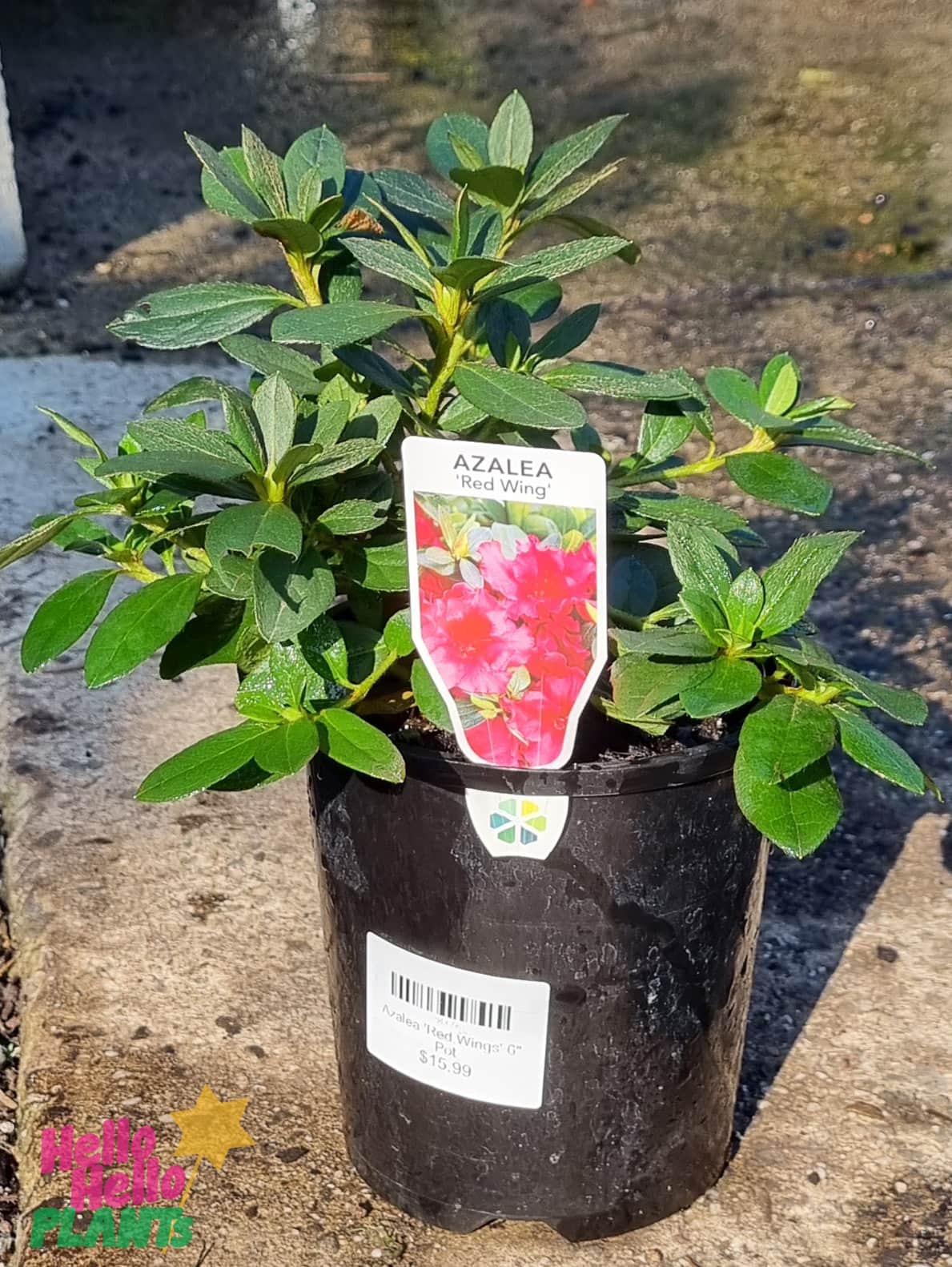 Azalea 'Goyet' 6" Pot - Image 3