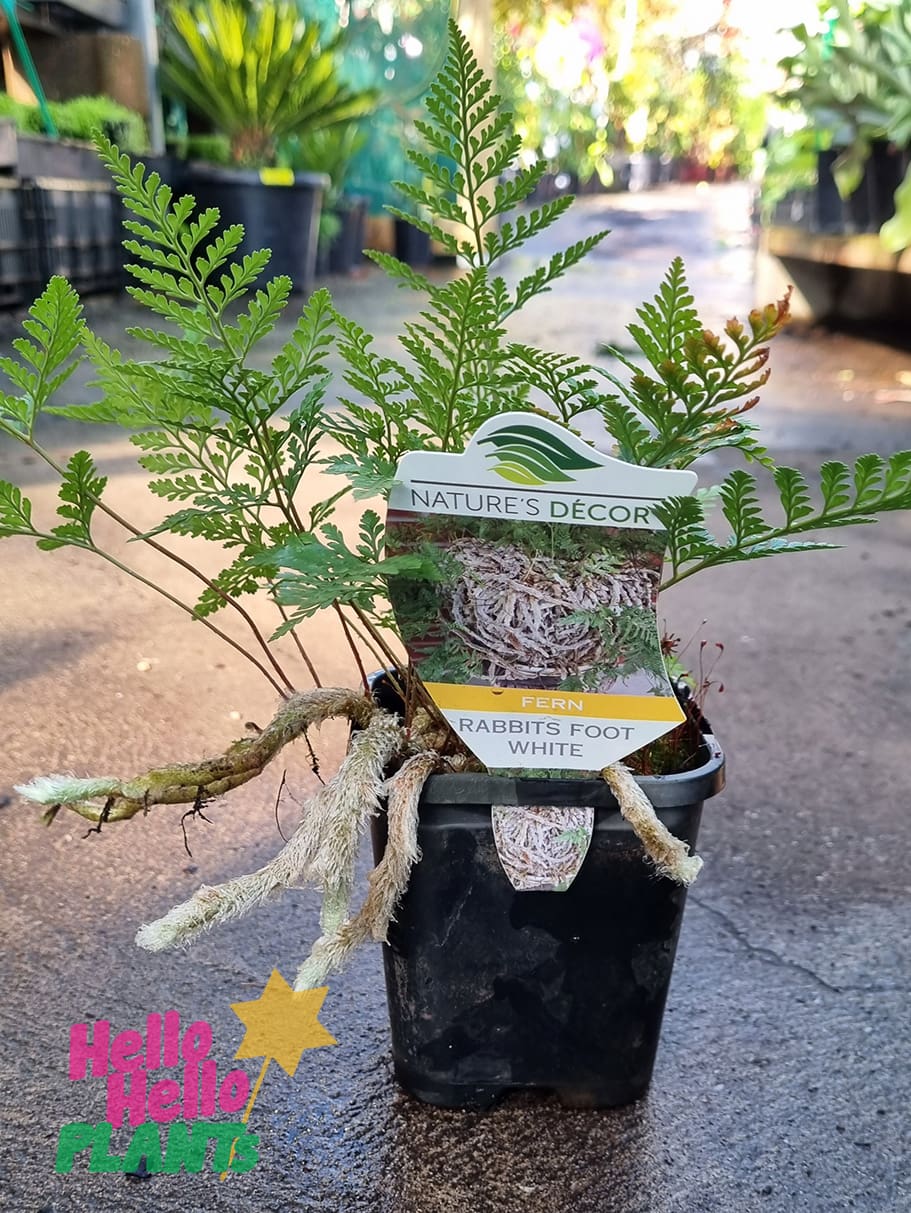 Davallia 'White Rabbit's Foot Fern' 4" Pot - Image 2