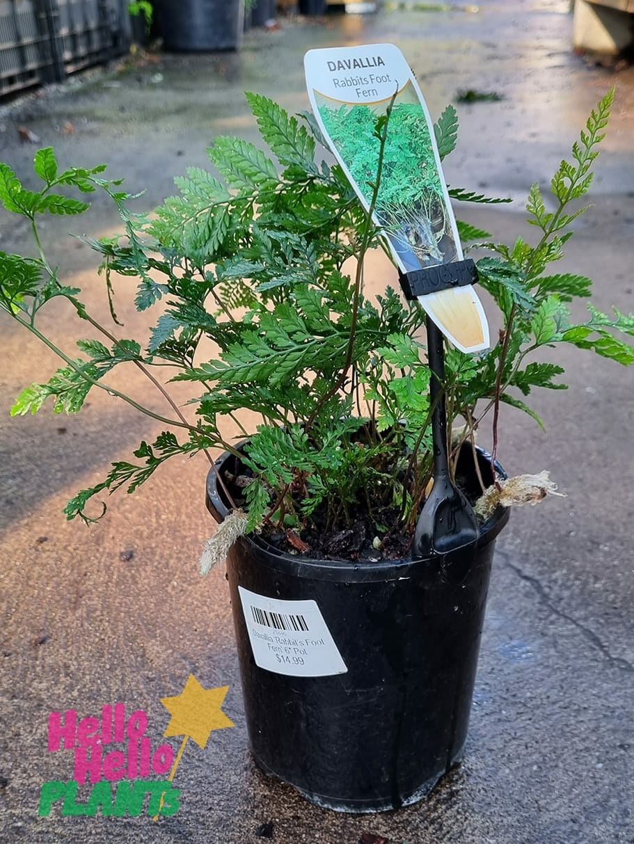 Davallia 'White Rabbit's Foot Fern' 5" Pot - Image 2