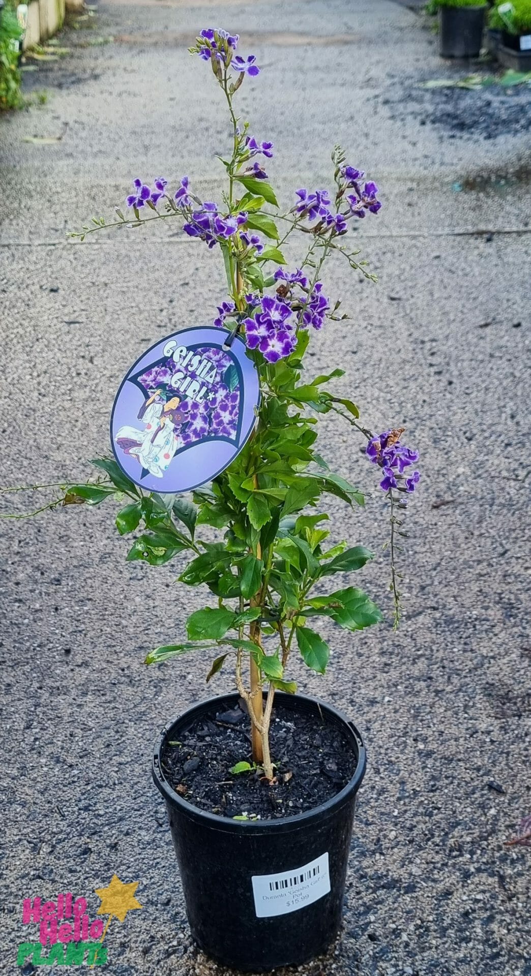 Duranta 'Geisha Girl' 6" Pot - Image 2