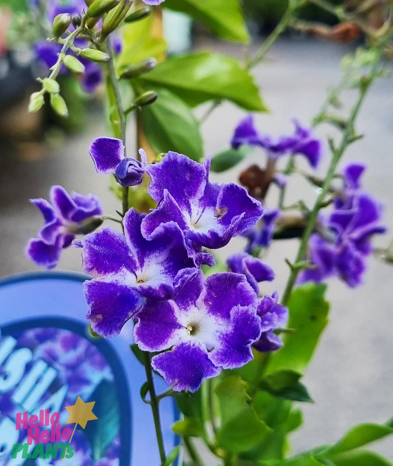 Duranta 'Geisha Girl' 6" Pot - Image 3
