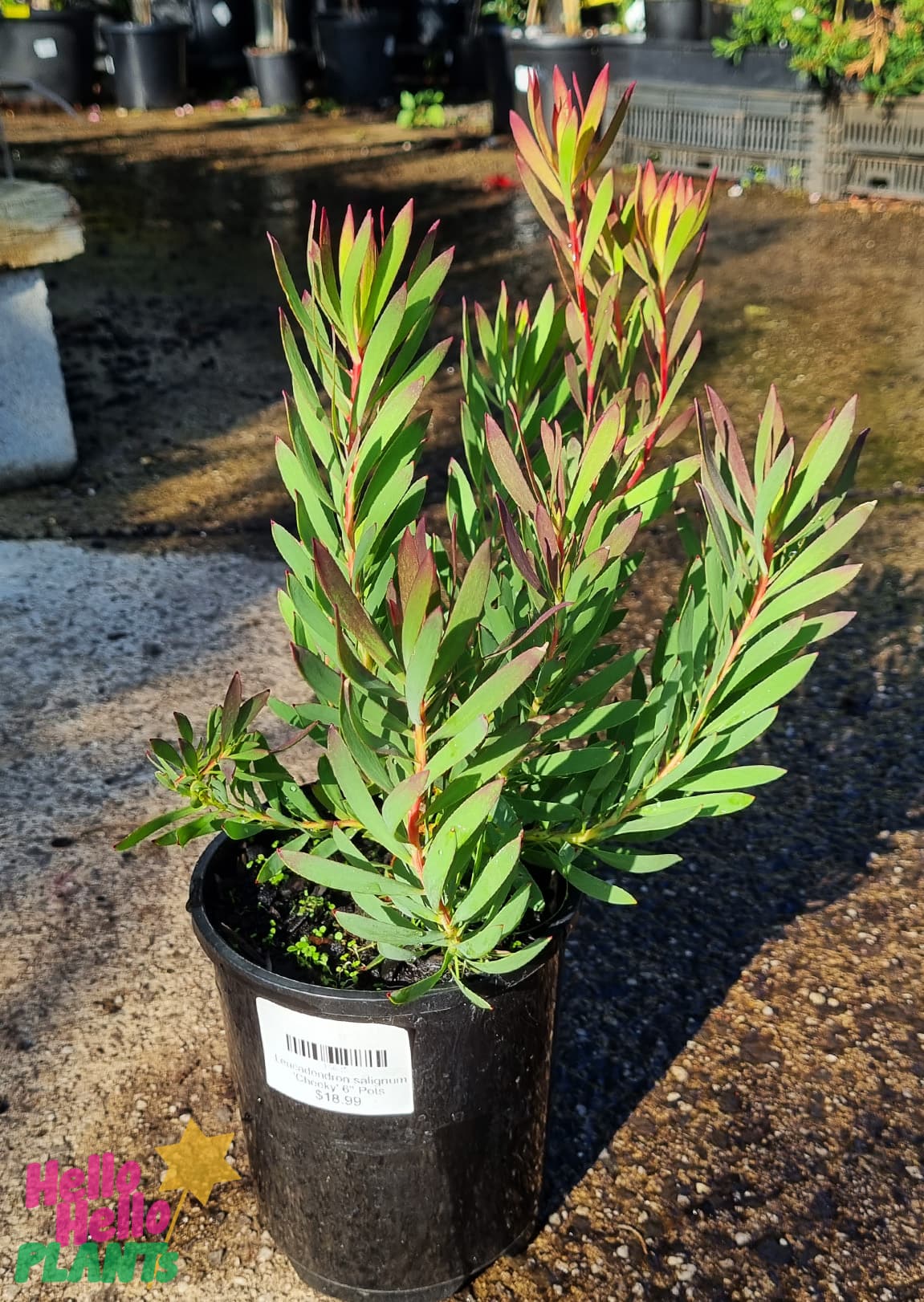 Leucadendron 'Cheeky' 6" Pot - Image 2