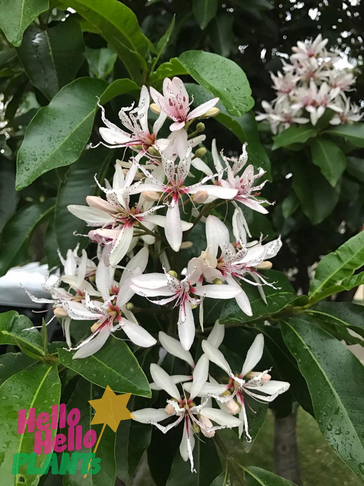 Calodendrum 'Cape Chestnut' Tree 20" Pot - Image 5