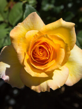 A Rose 'Gold Medal' Climber in full bloom with green leaves in the background, captured in natural sunlight.