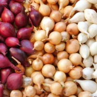 Onion 'Colourful Blend' 4" Pot features red, yellow, and white onion bulbs arranged in separate groups—ideal for planting and adding vibrant color to your garden.