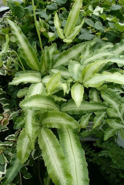 A Pteris 'Silver Ribbon Fern' in a 6" pot features long, narrow, serrated leaves with silvery centers and dark green edges, set against a backdrop of other lush foliage.