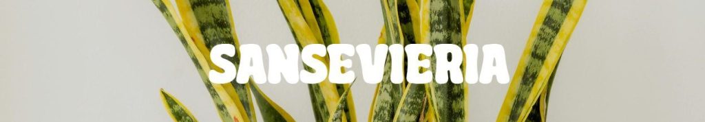 Sansevieria plant with long, upright green and yellow leaves, ideal as one of the top plants for Mother’s Day, and the word "Sansevieria" in bold white letters across the centre.