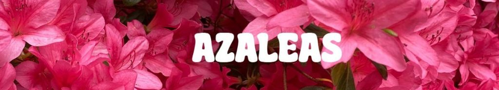 Bright pink azalea flowers in full bloom, with "Azaleas" in bold white letters across the centre—a stunning choice among plants for Mother’s Day.