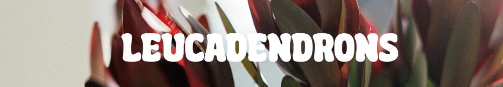 Close-up of dark red and green leucadendron plant leaves with the word "LEUCADENDRONS" in bold white text across the centre—striking plants for Mother’s Day.