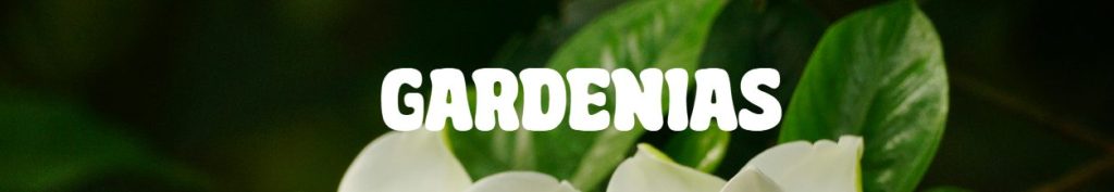 White text reading "GARDENIAS" appears over a background of white gardenia flowers and green leaves—perfect plants for Mother’s Day.